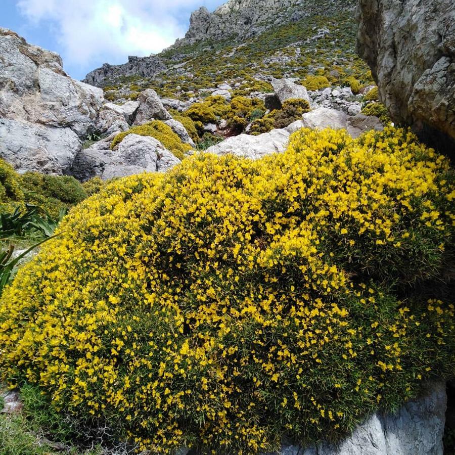 Tilos Island House Megálon Choríon エクステリア 写真